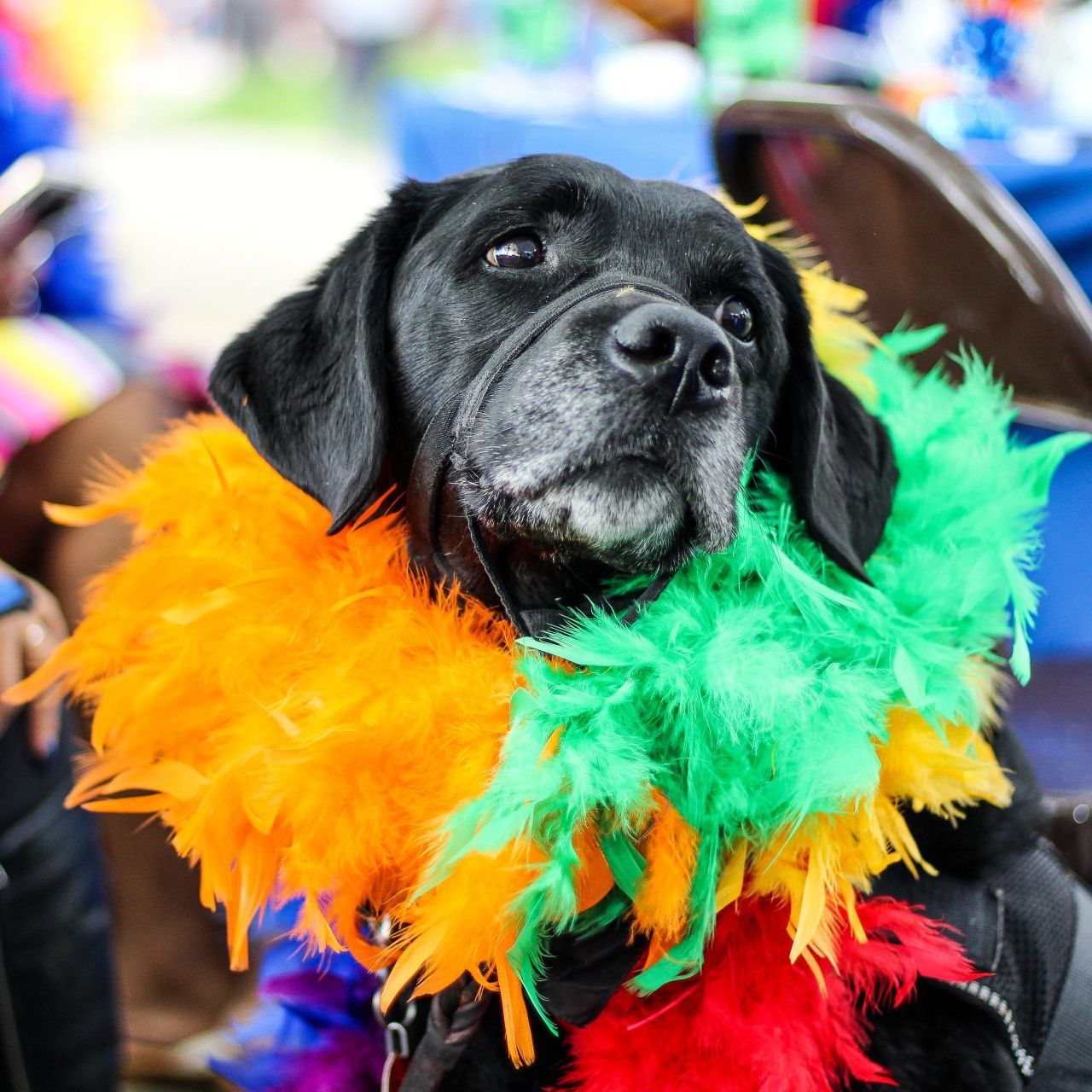 A black dog wearing a colorful feather boa around its neck