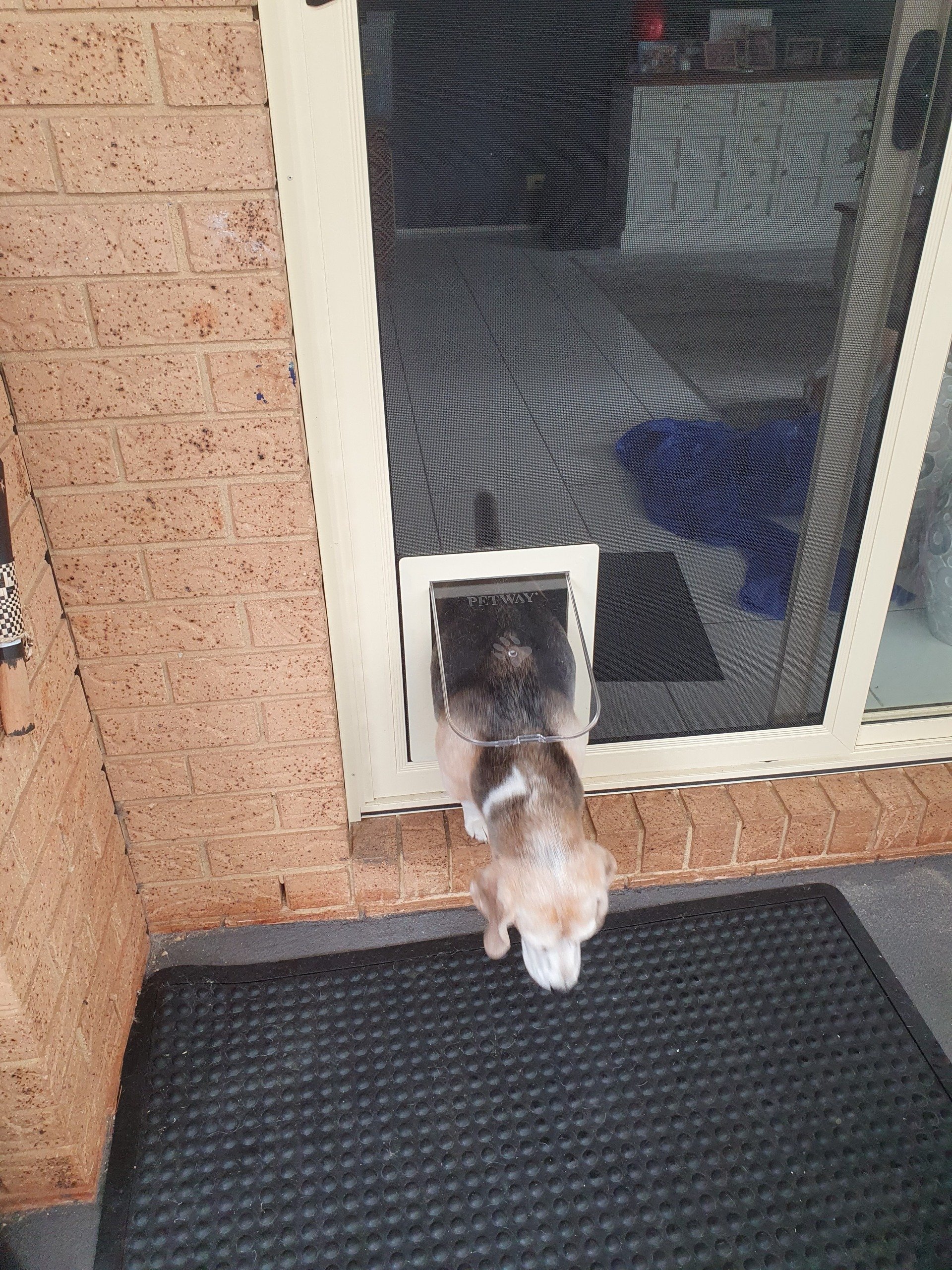 Custom Fitted Pet Doors Narellan and Picton, NSW