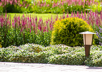A garden path featuring a low, silver-leaved plant bed, a bright green rounded shrub, and purple flowers under a lamp post.