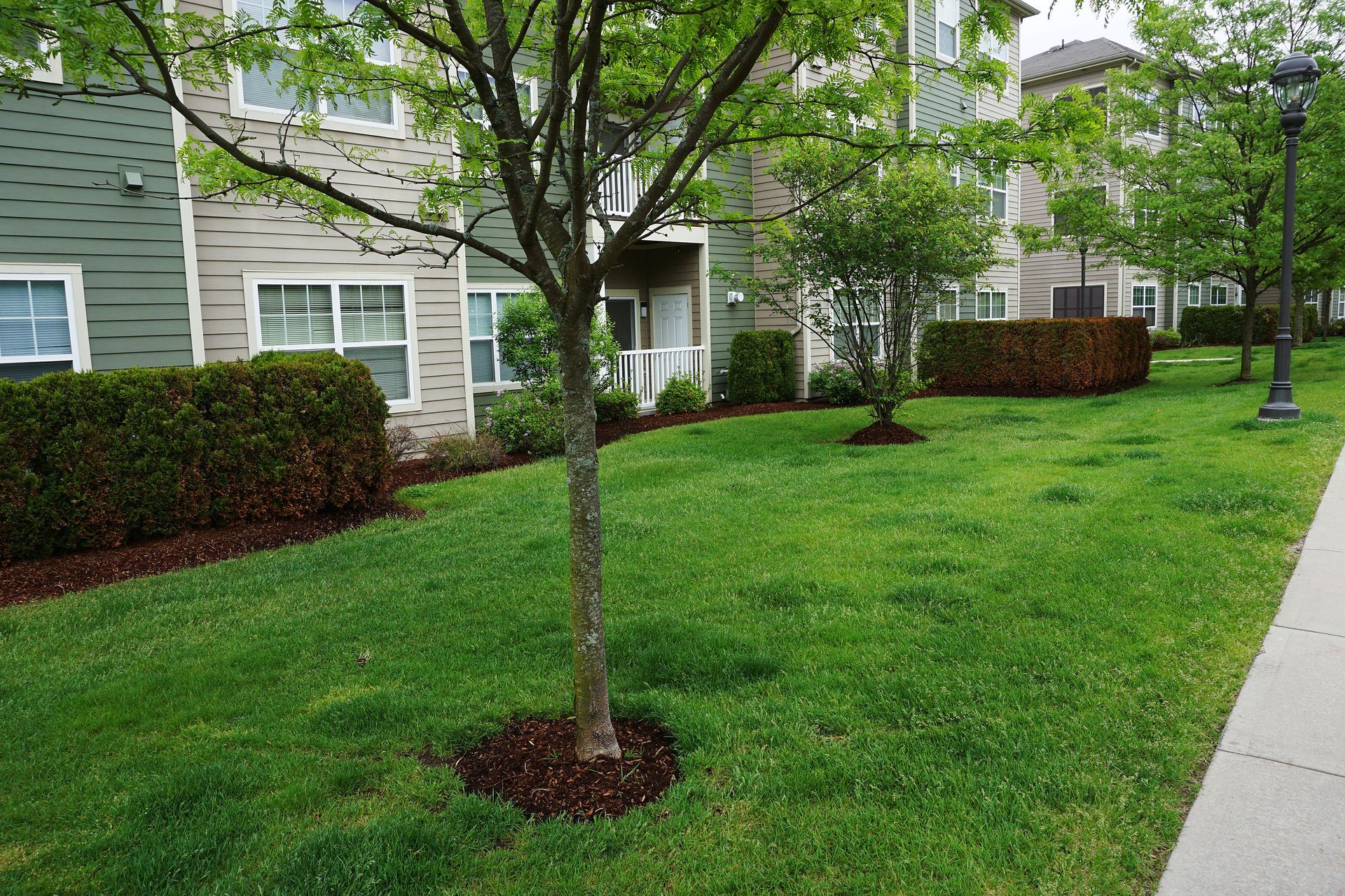A green lawn with a small tree in the foreground, bordered by a hedge and a building exterior.