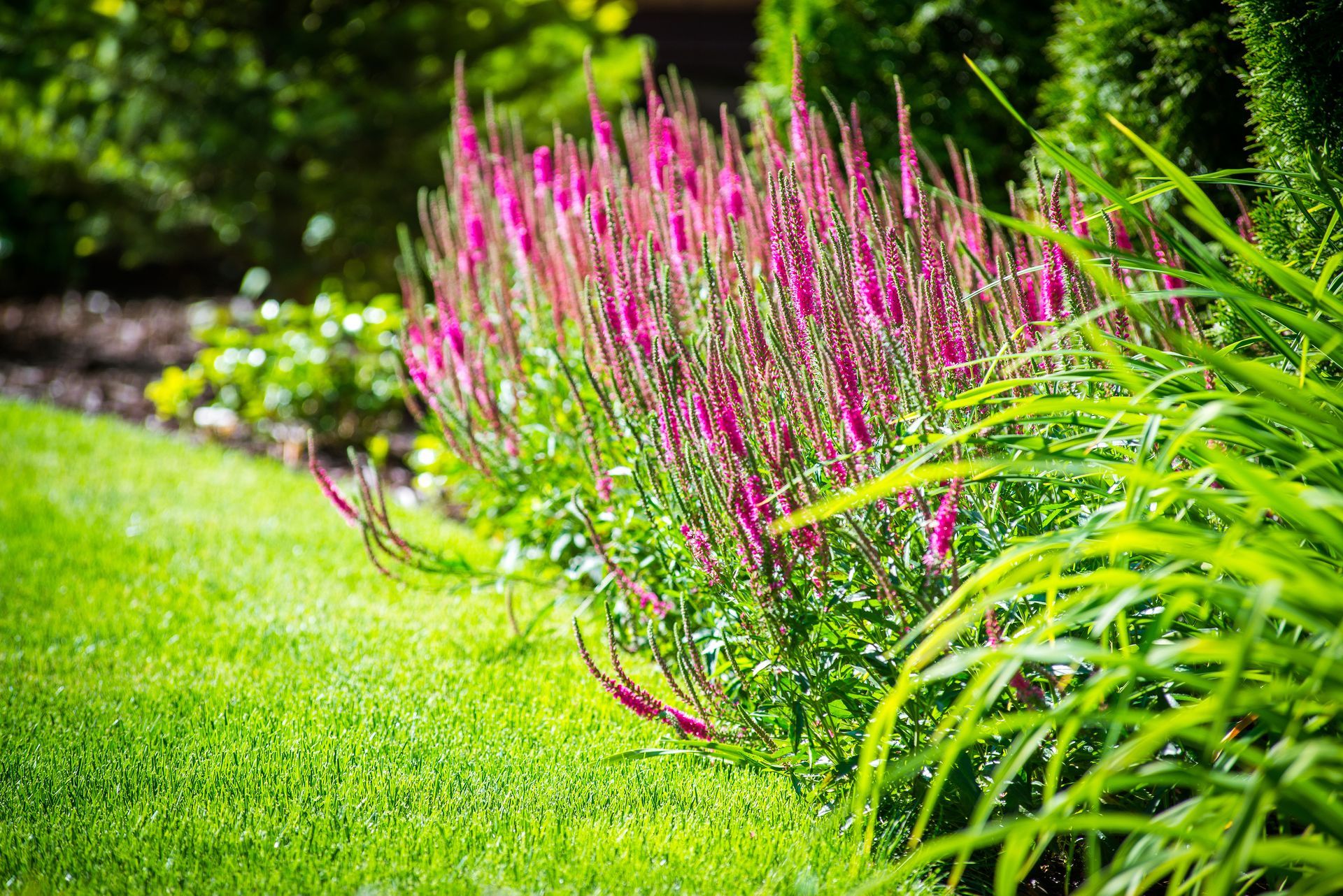 A garden bed features tall, vibrant pink spiky flowers next to a manicured green lawn and lush foliage.