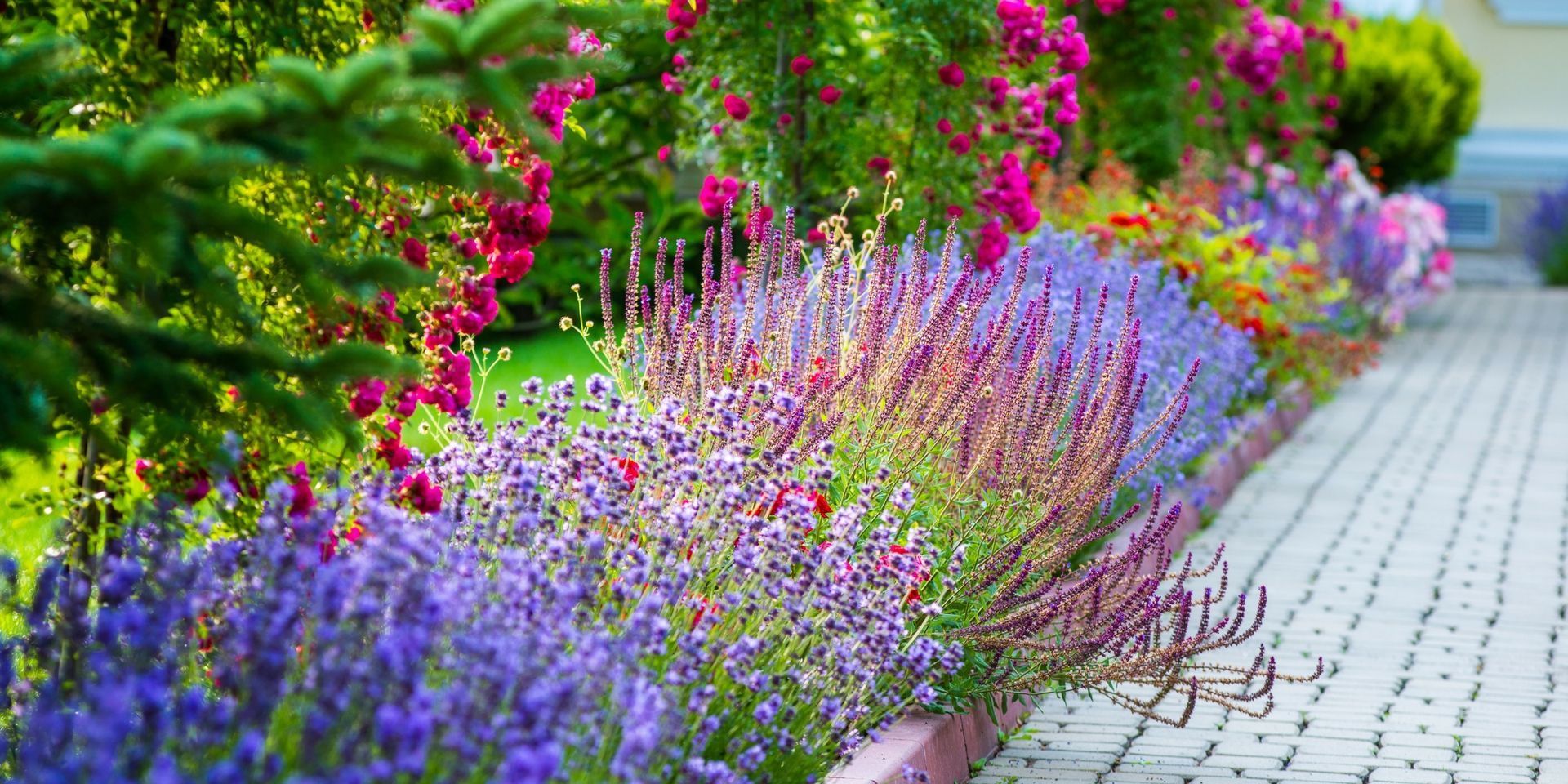 A vibrant garden border with purple and lavender flowers alongside climbing red roses, lining a paved stone walkway.