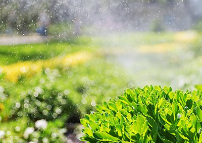 A bright green shrub in the foreground is misted by water droplets in a sunlit garden.