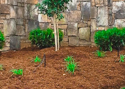 A landscaped garden bed with mulch, small green plants, and two shrubs in front of a natural stone wall.