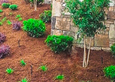 A landscape garden bed with brown mulch, several green shrubs, purple flowering plants, and a small tree by a stone wall.