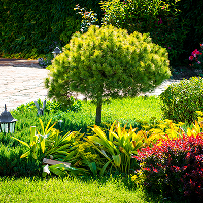 A small, round evergreen tree stands in a garden bed with bright green foliage, yellow plants, and red shrubs nearby.