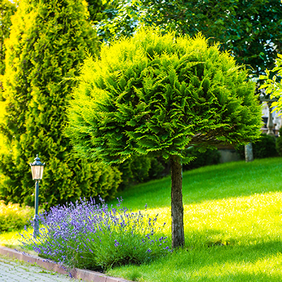 A manicured globe-shaped evergreen tree stands in a sunny lawn next to blooming purple lavender and a small garden lamp.