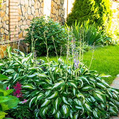 A vibrant hosta plant with variegated green and white leaves and tall purple flower stalks in a manicured garden.