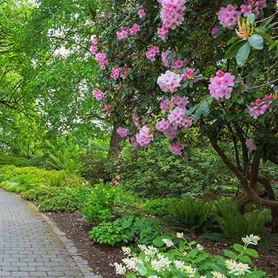 A paved garden path alongside a vibrant, blooming pink rhododendron bush and lush green ferns under a bright sky.