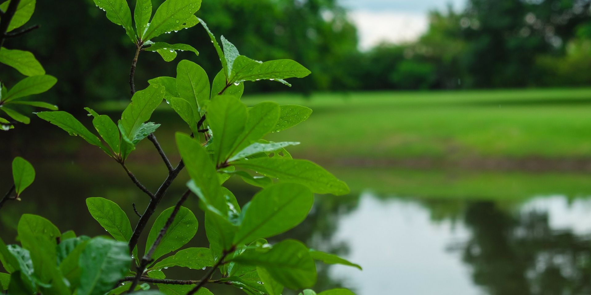 Dew-covered green leaves in the foreground with a blurred pond and grassy park in the background.