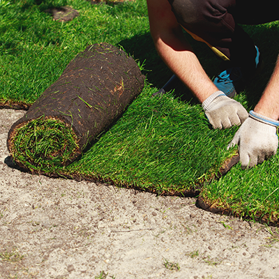 A person wearing work gloves rolls out a piece of sod onto bare soil to install a new lawn.