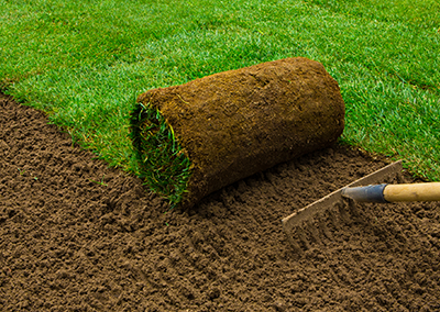 A rake sits on prepared soil next to a roll of fresh green turf being installed on a lawn.
