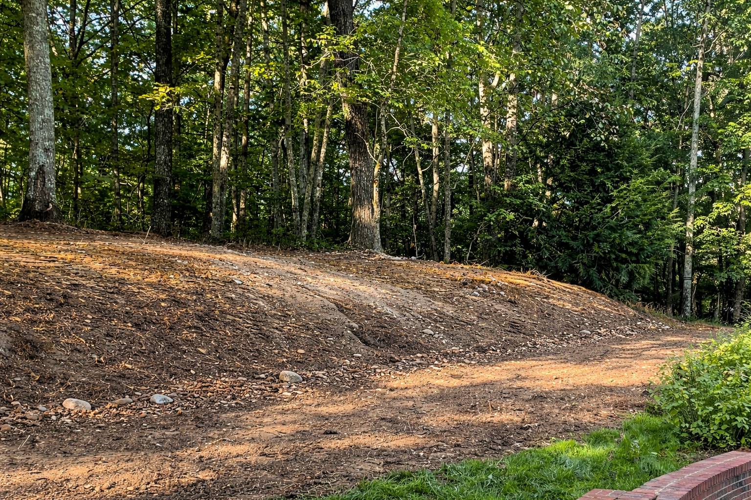 A dirt embankment covered in dried brown leaves sits at the edge of a dense forest with tall green trees.