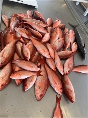 A bunch of red fish are sitting on a table