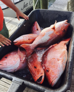 A person is reaching into a wheelbarrow full of red fish