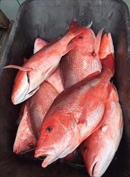 A bunch of red fish are sitting in a black container.