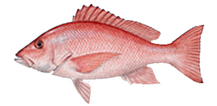 A close up of a red fish on a white background