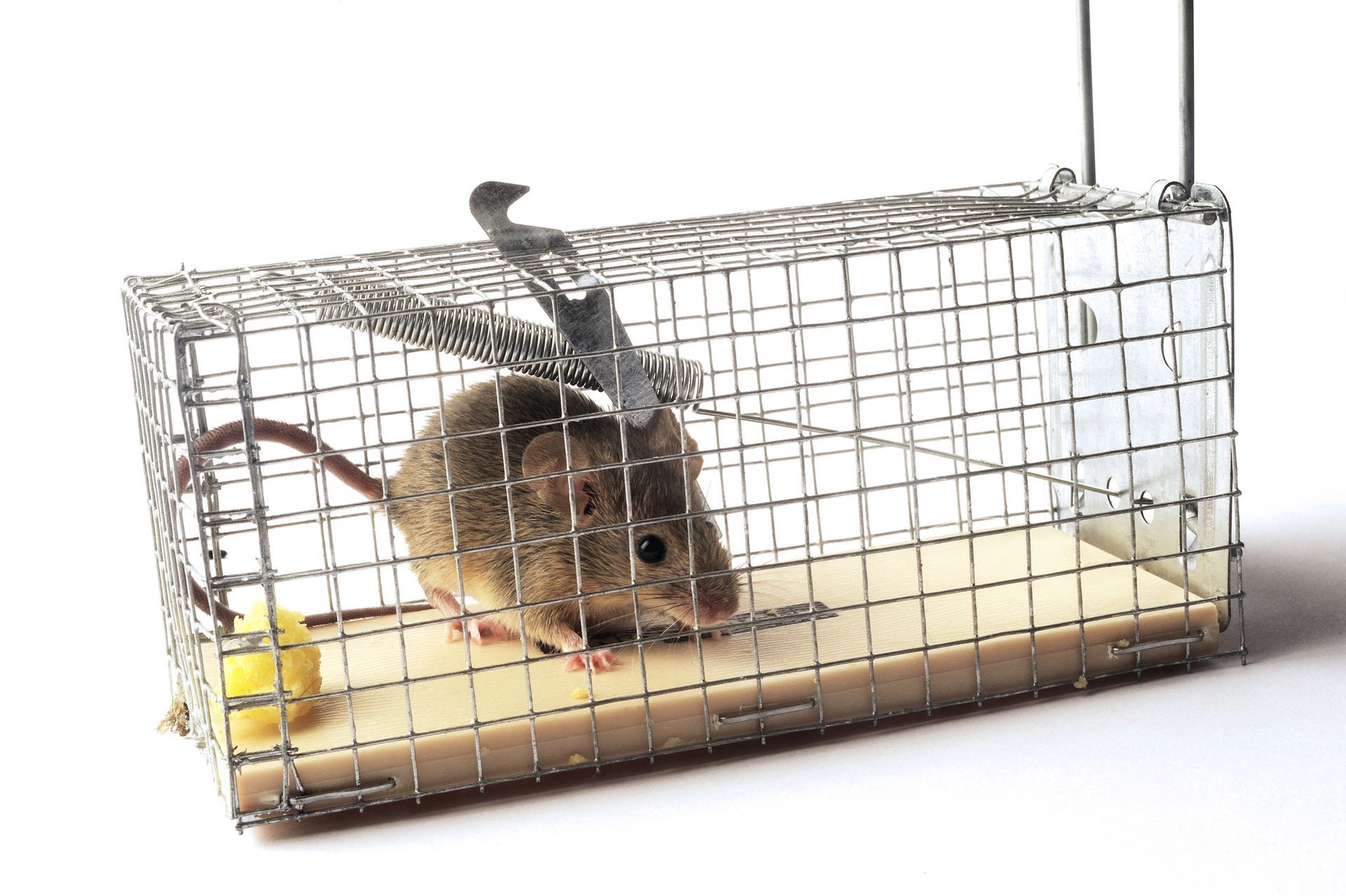 Rodents in Churchville, PA Rodents in Churchville, PA