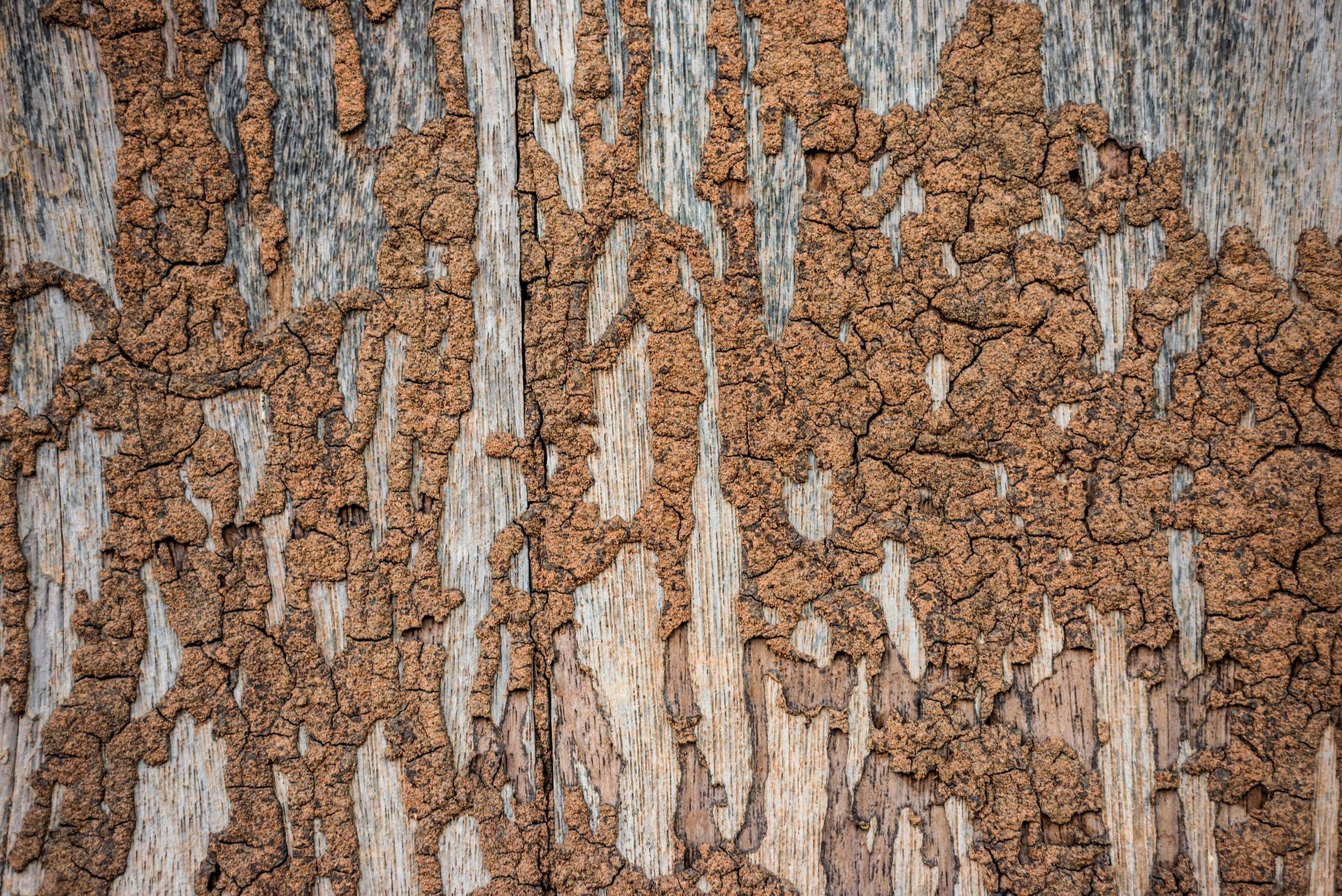 Termite Control in Churchville, PA Termite Control in Churchville, PA