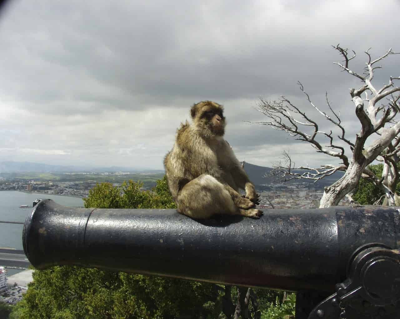 A monkey is sitting on top of a cannon with a city in the background