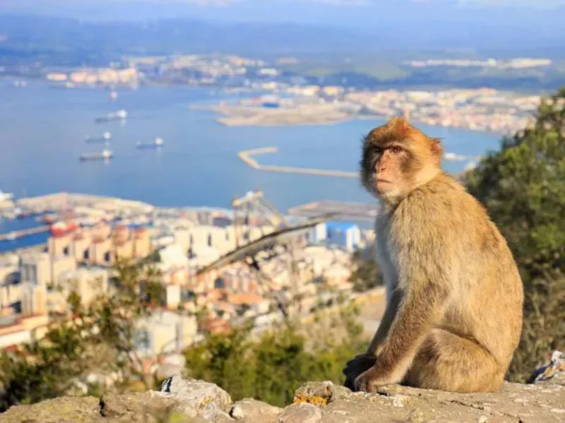 A monkey is sitting on a rock overlooking Gibraltar.