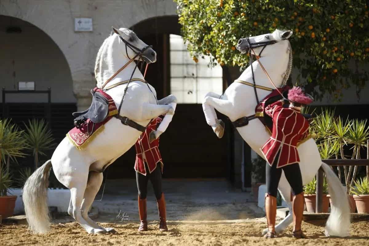 Two men are standing next to two white horses on their hind legs