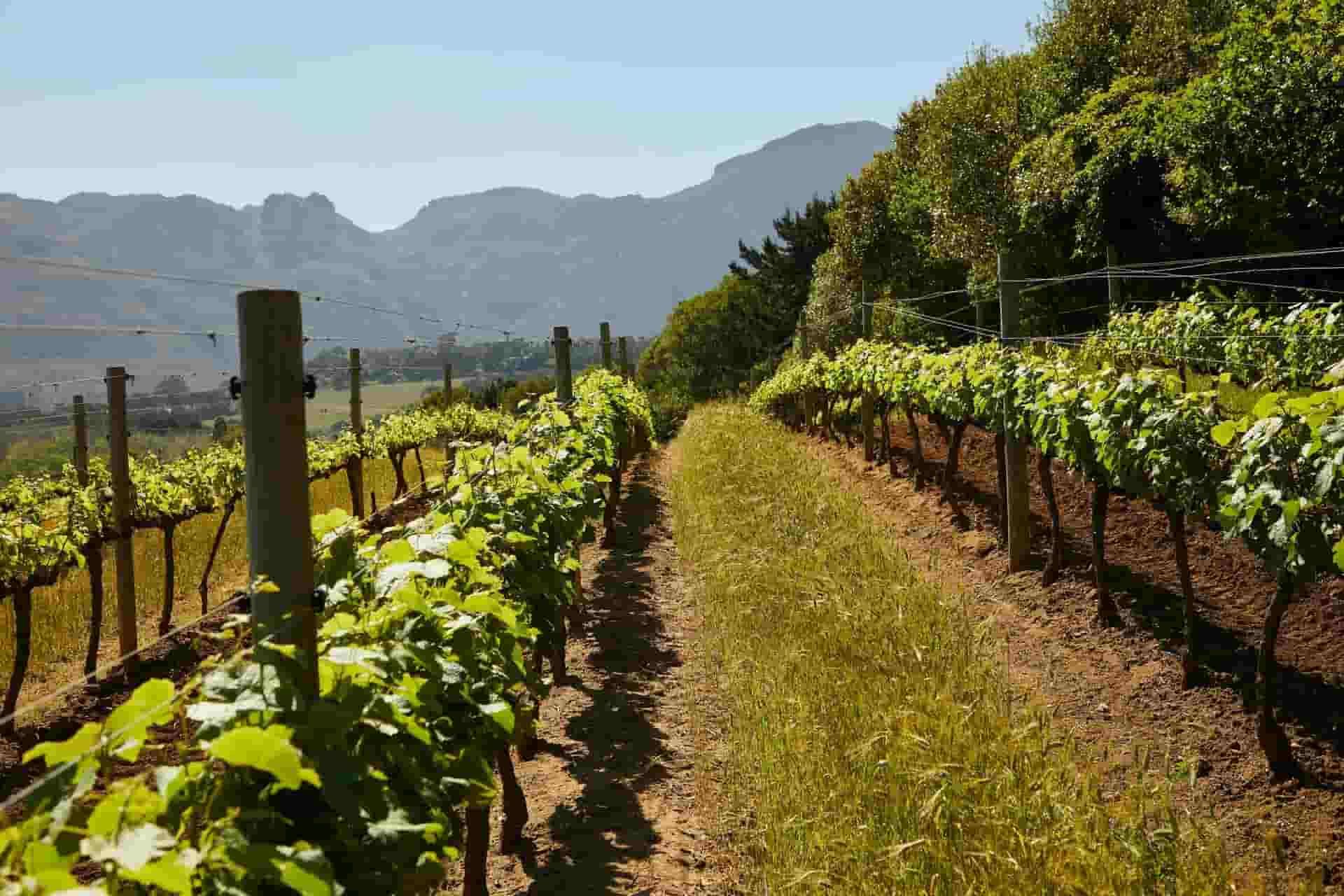 A row of vines in a vineyard with mountains in the background