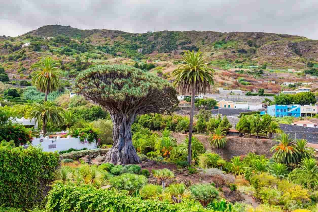 There is a large tree in the middle of a lush green forest.