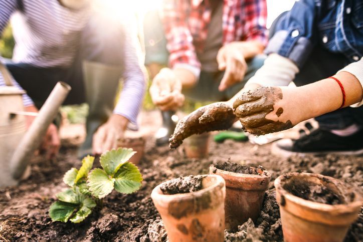 People planting seedlings in a garden, using small pots. Sunny day.