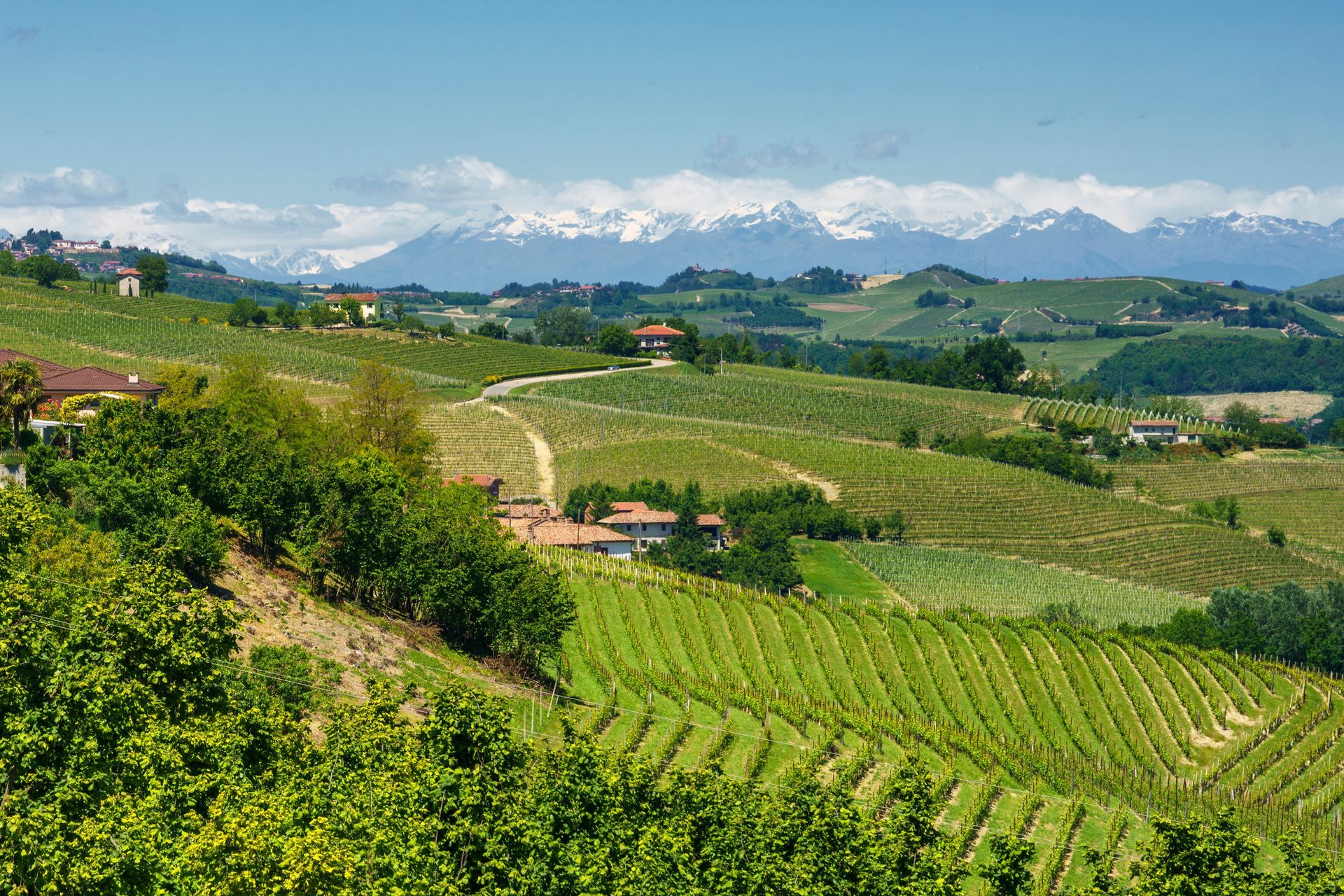 Vineyards of piedmont
