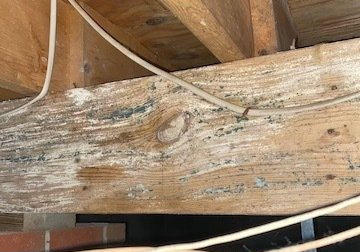 mold removal raleigh nc worker posing
