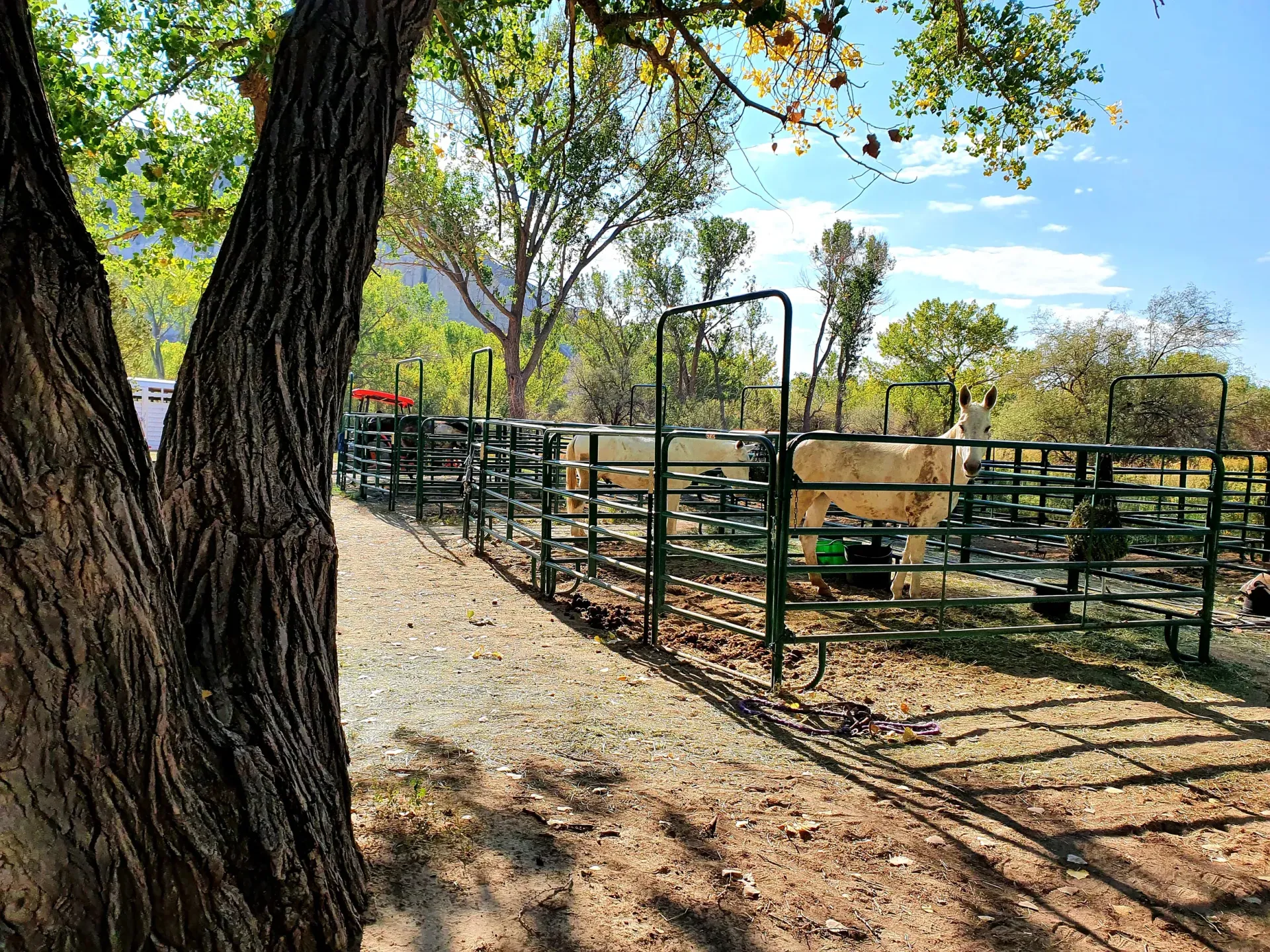 equine-pens