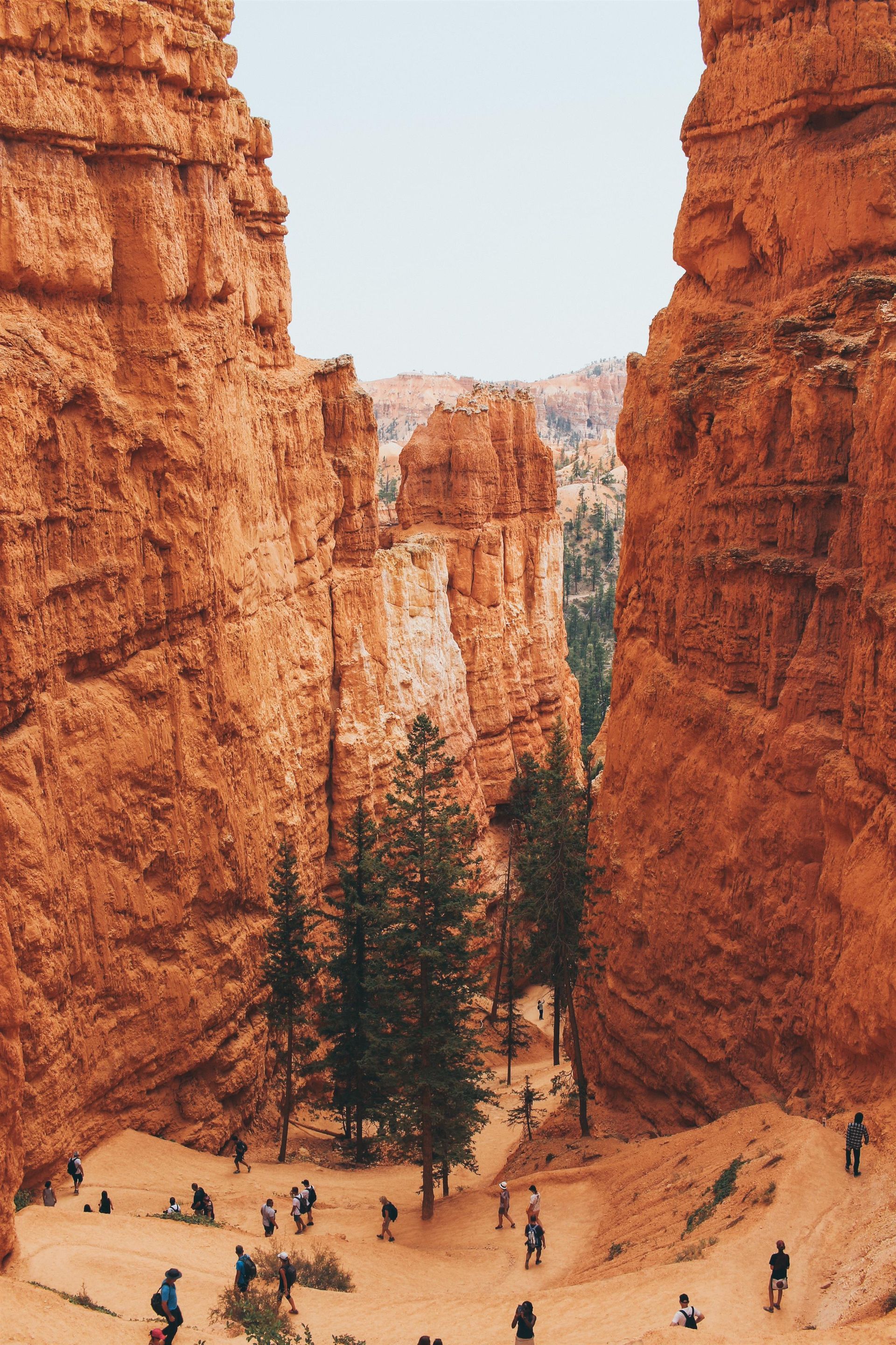 trees-and-red-rock