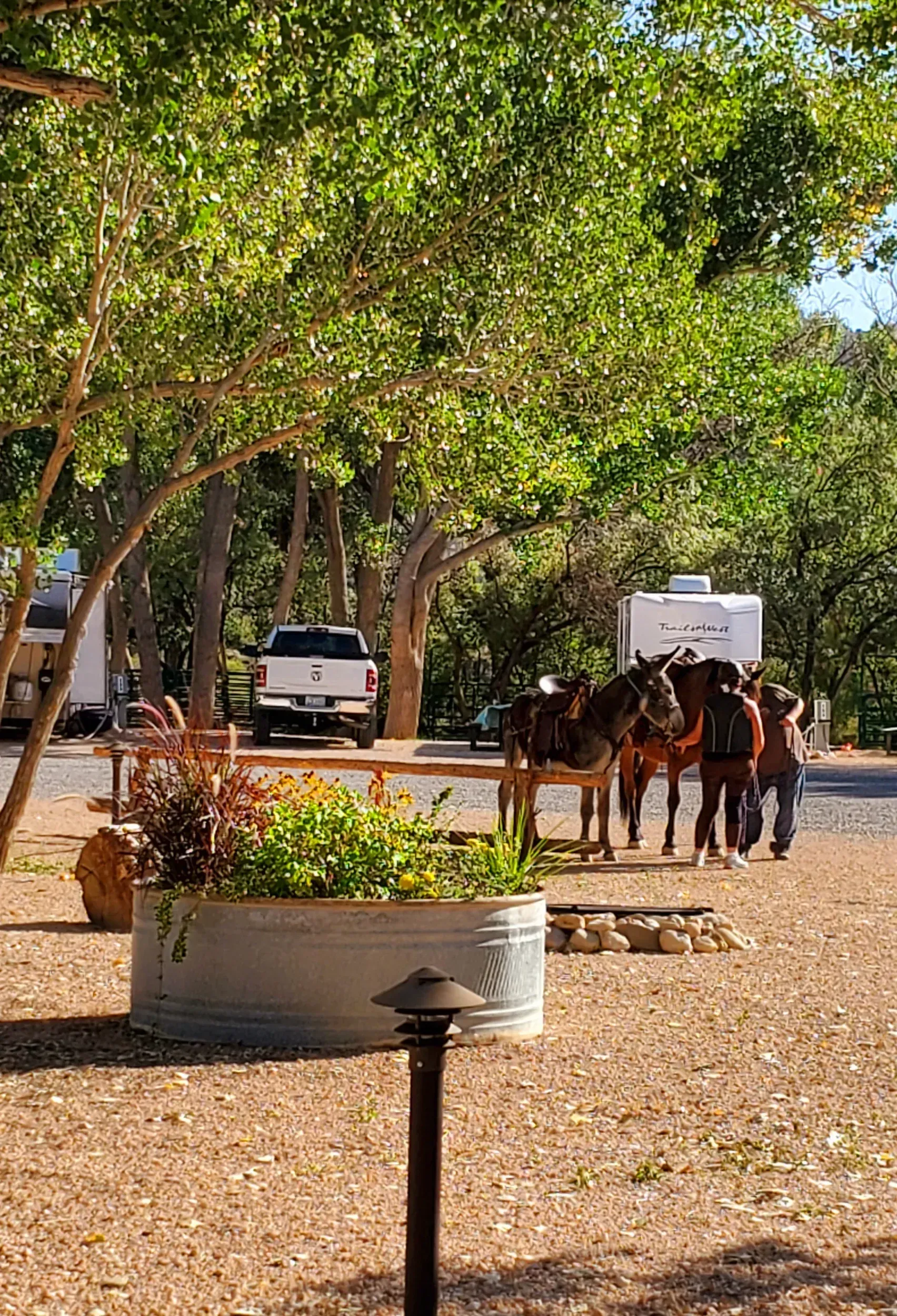horses-at-the-park