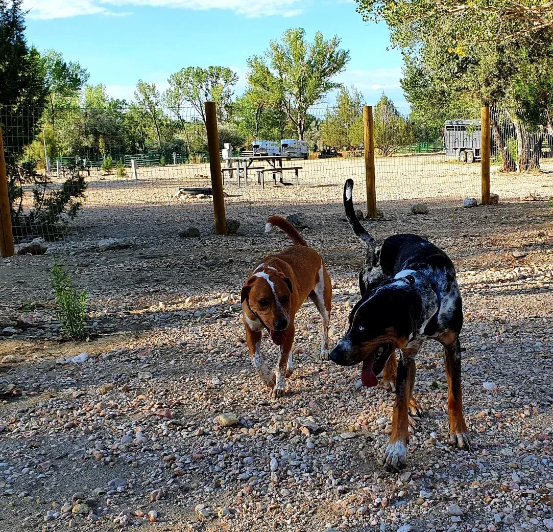 dogs-at-the-park