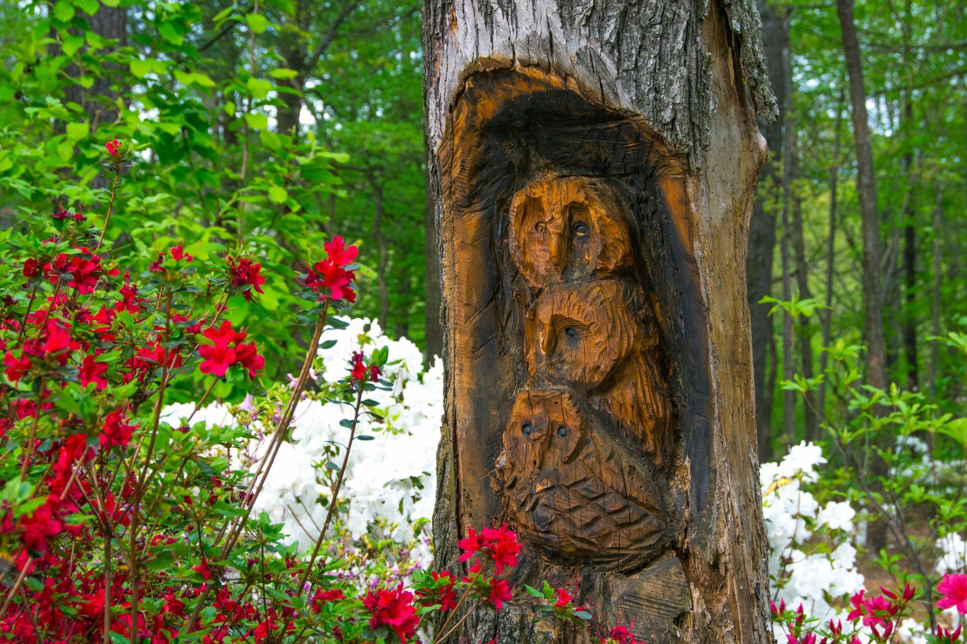 Tree with carved owl, surrounded by red and white flowers and greenery.