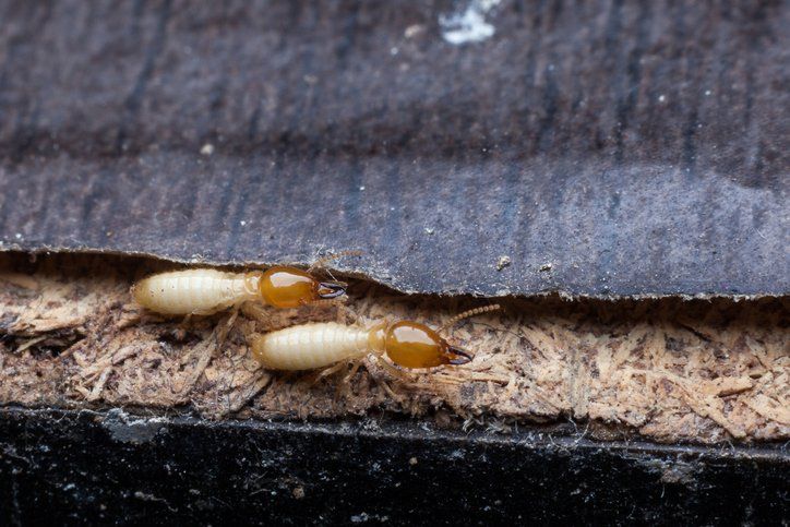 Residential Pest Control — Ingleside, TX — Earth Dwellers IPM Consulting