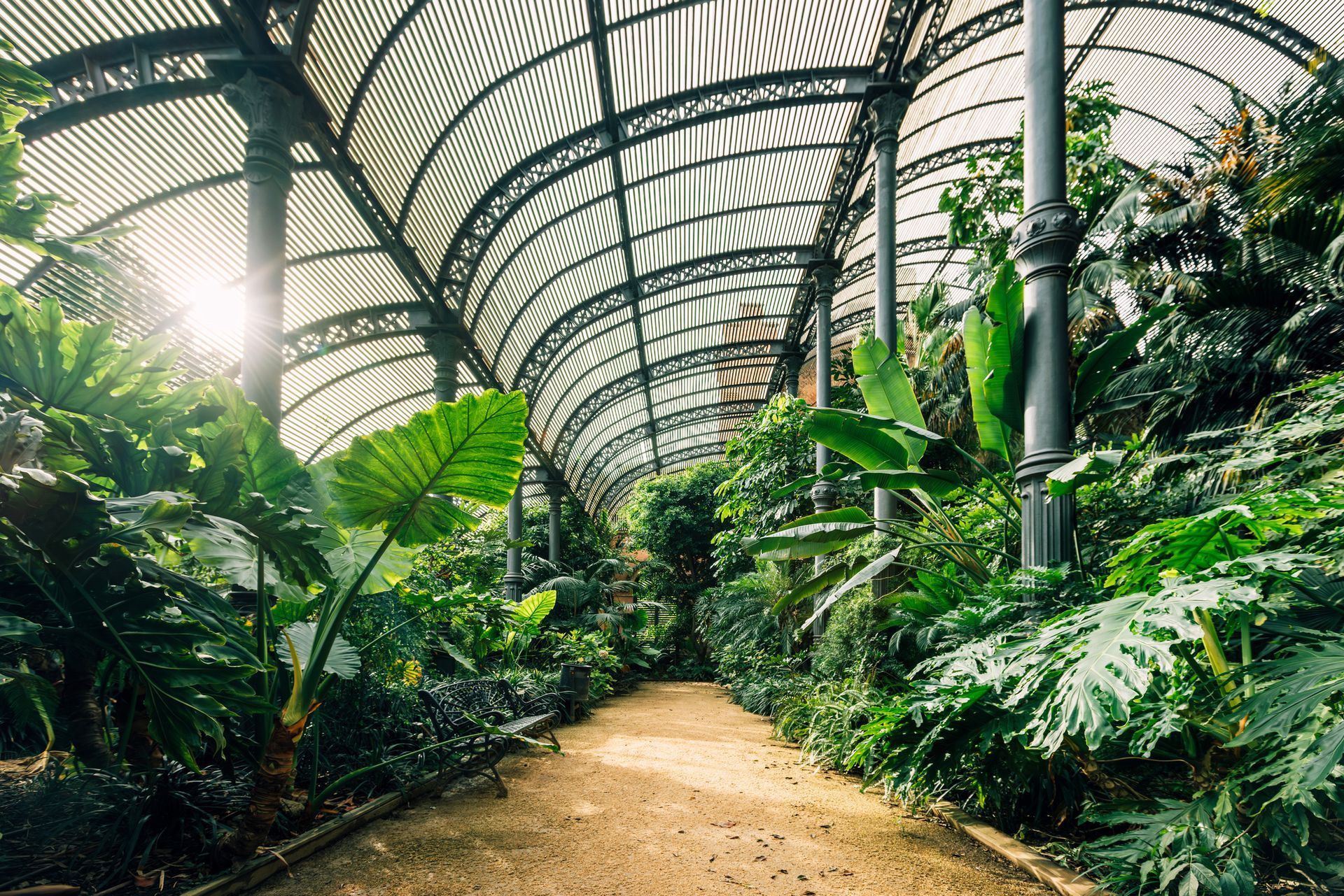 The sun is shining through the roof of a greenhouse filled with lots of plants.