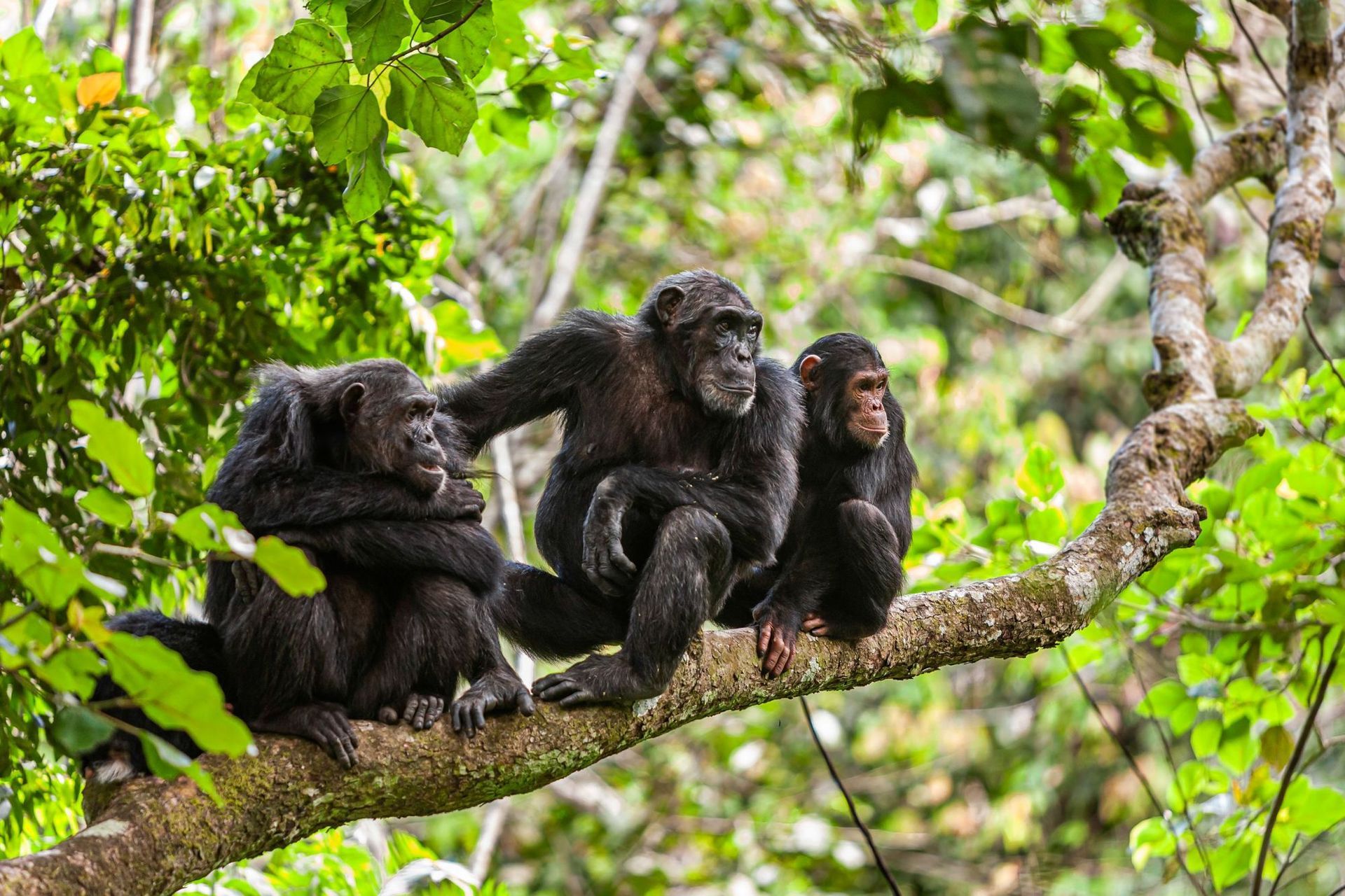 Perhaps the world's best destination to catch chimpanzees in the wild, the Mahale Mountains are much quieter compared to other national parks in Africa.