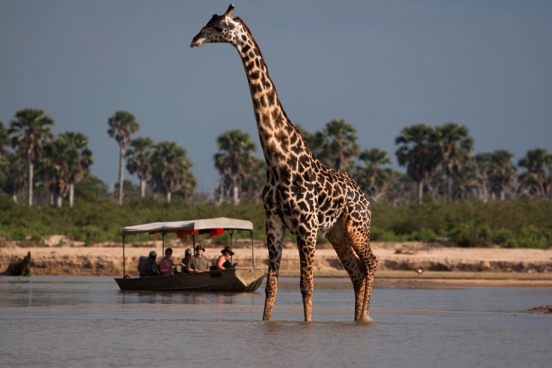 Rufiji River in Nyerere National Park is a vital lifeline for local wildlife of all sizes, including Maasai giraffes.
