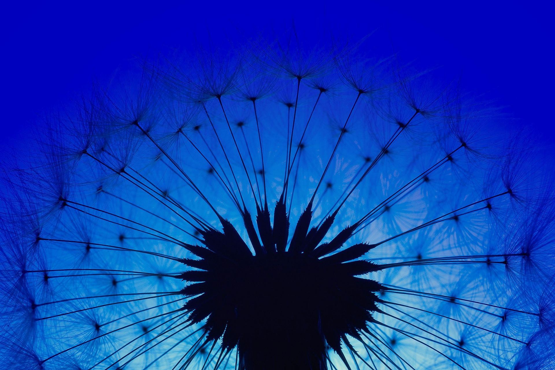 Close-up of a blue dandelion seed head with dark center and radiating seeds