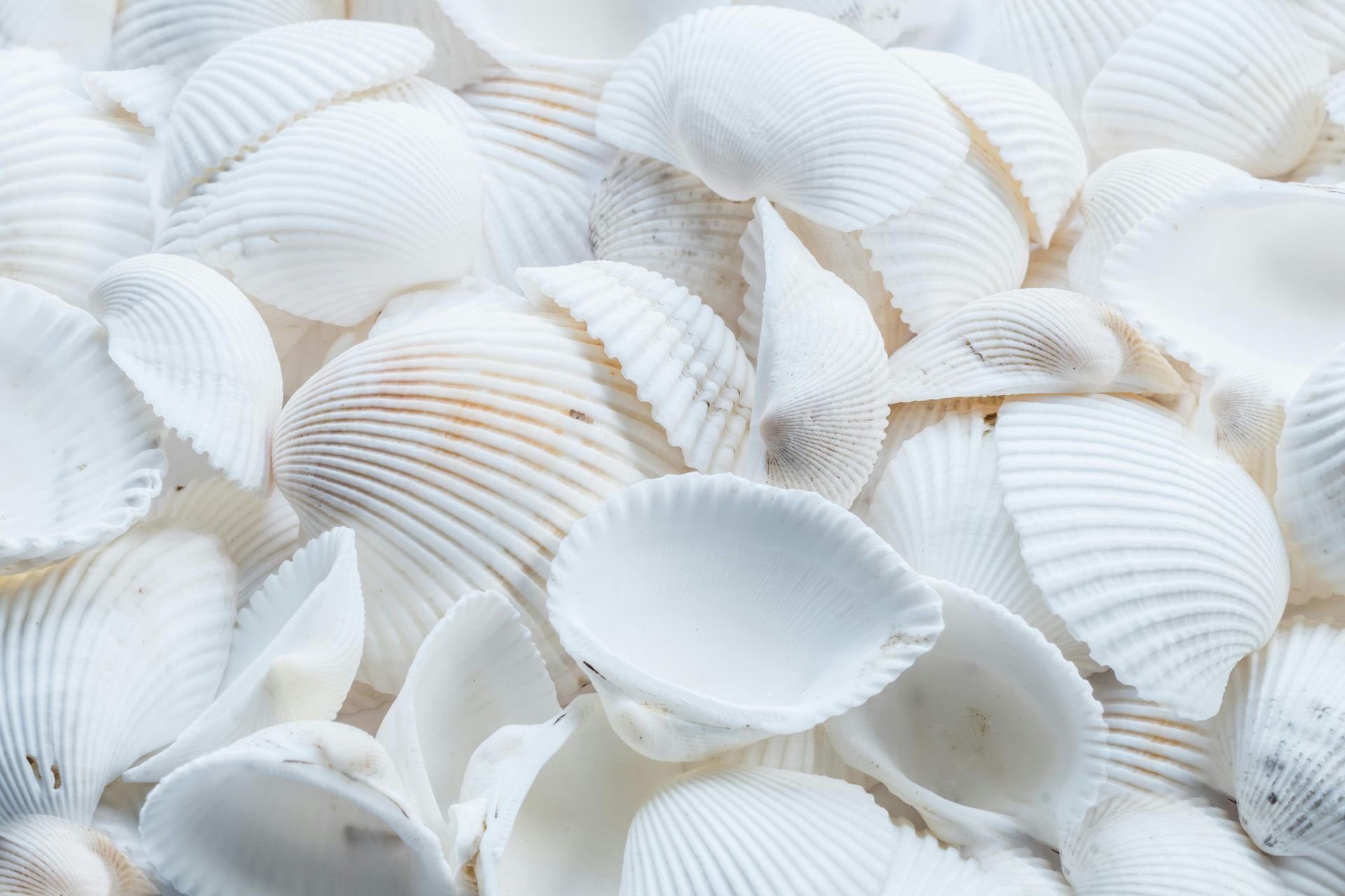 White seashells piled together, showing ridged textures and soft off-white tones