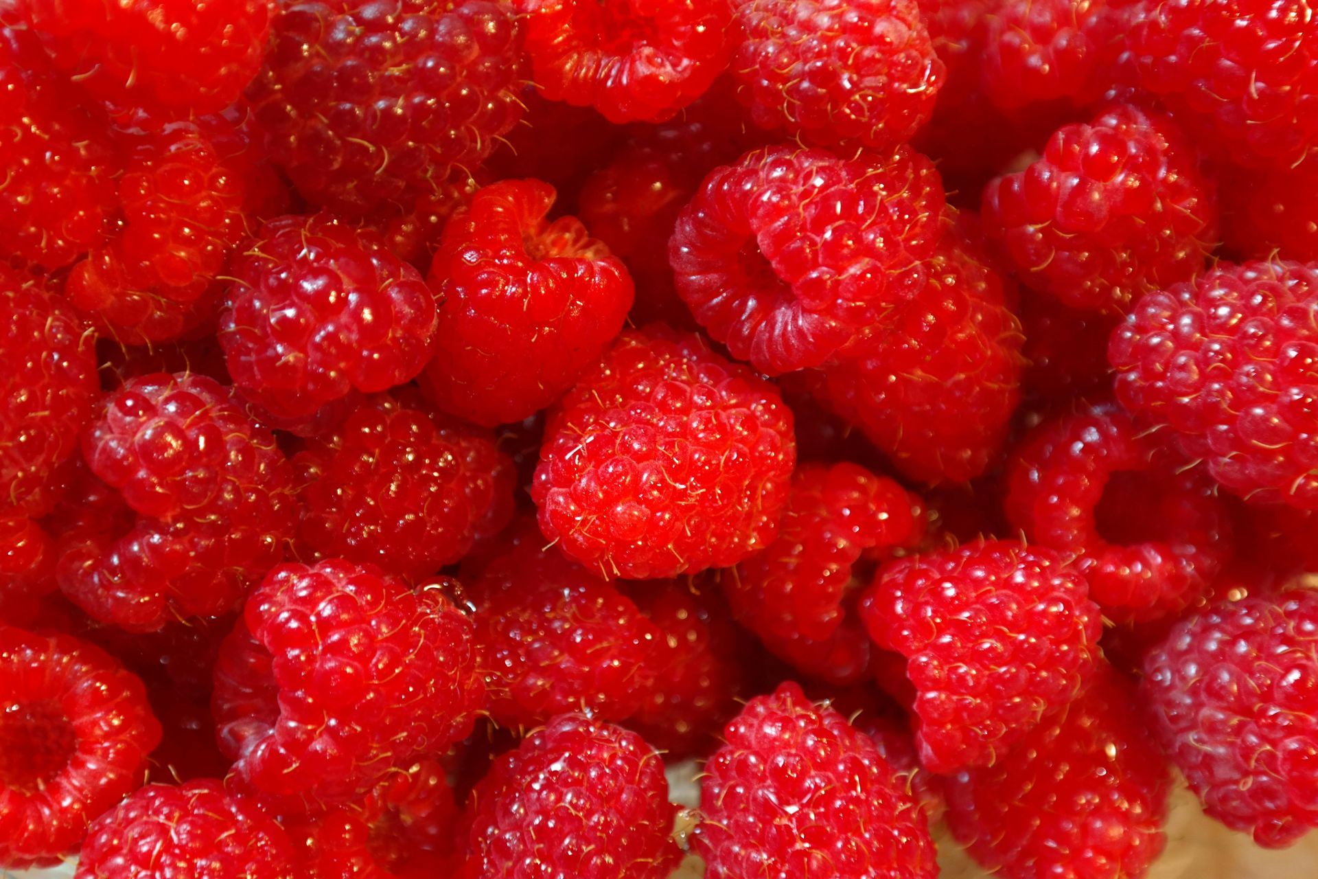 Close-up of ripe red raspberries filling the frame