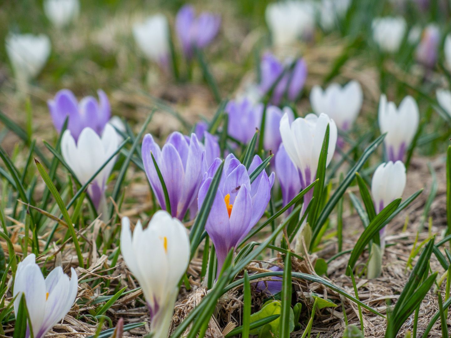 Ein Feld mit violetten und weißen Blumen, die im Gras wachsen.