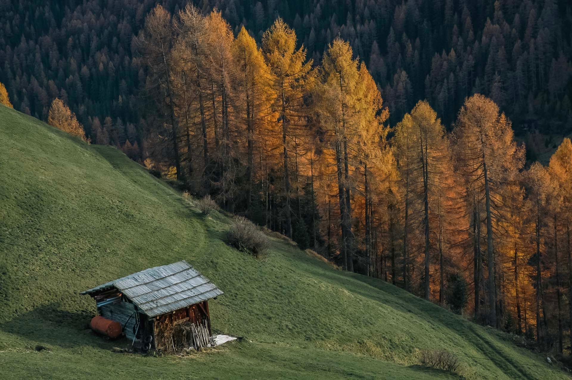 Eine kleine Hütte steht auf einem Hügel mitten in einem Wald.