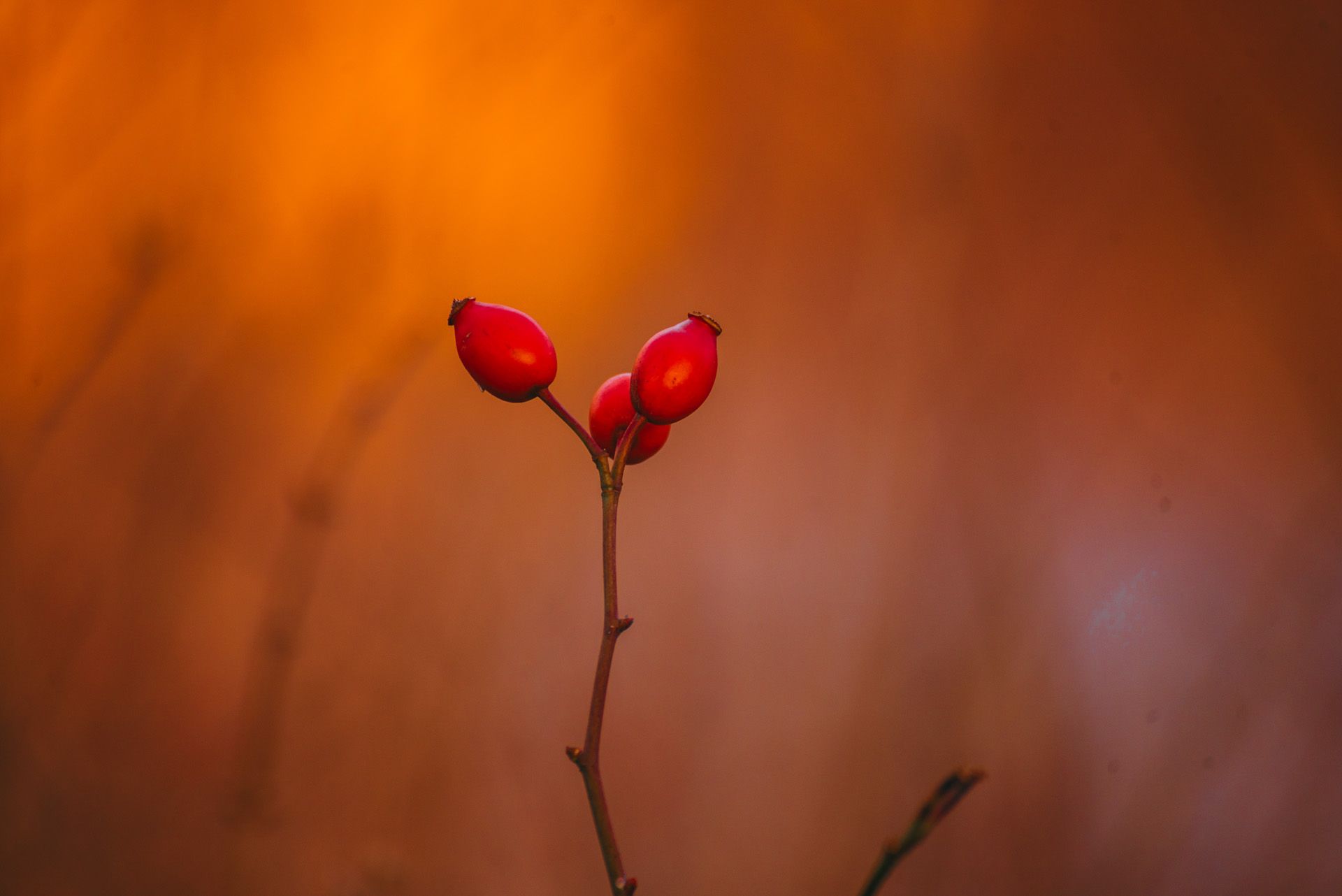 Eine Nahaufnahme einer Pflanze mit roten Beeren auf braunem Hintergrund.