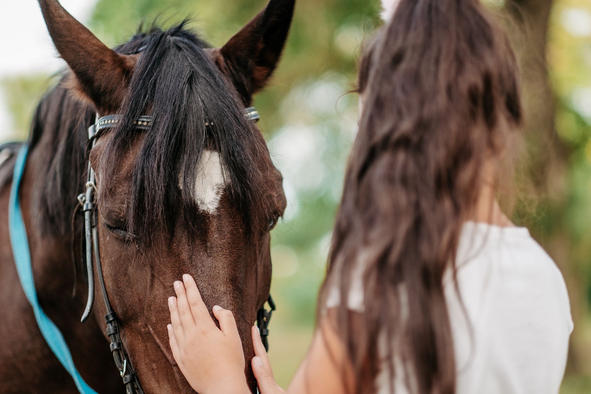 Person petting a dark brown horse's face, outdoors. Horse has a white star on its forehead and is wearing a bridle.