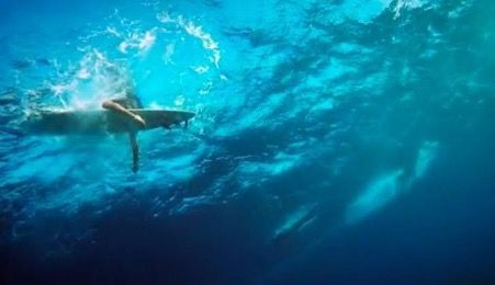 shark swimming in clear blue ocean water