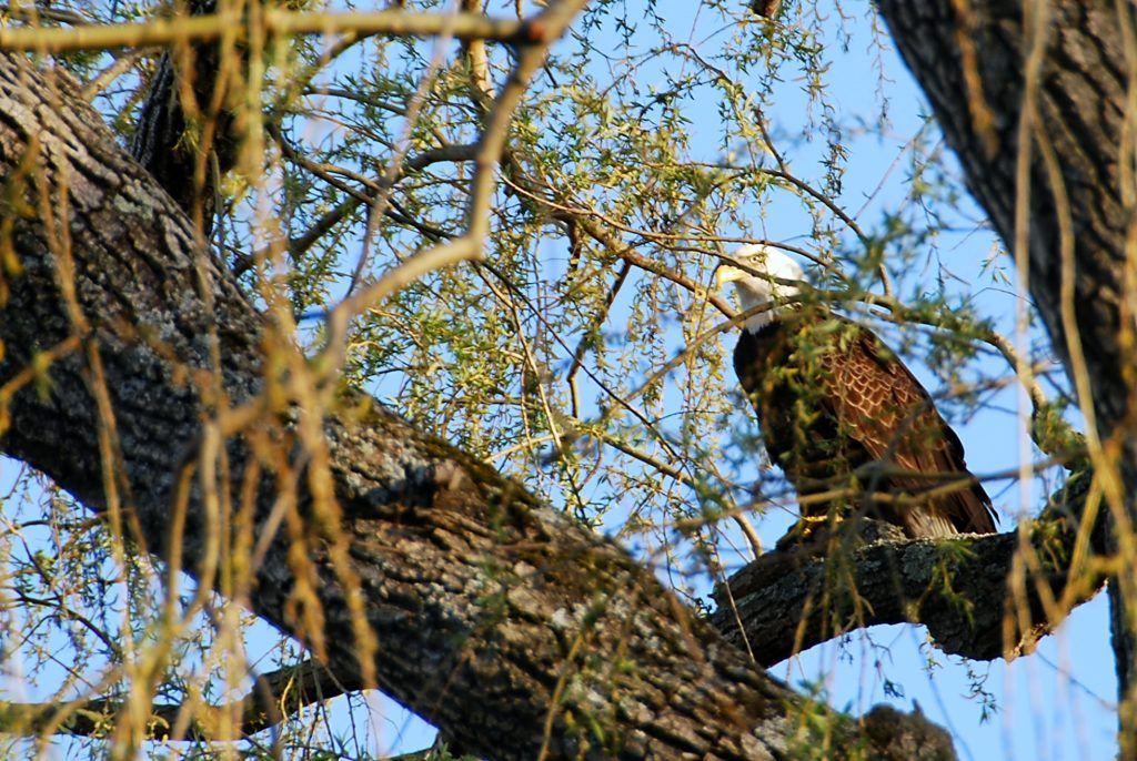 Bald eagle