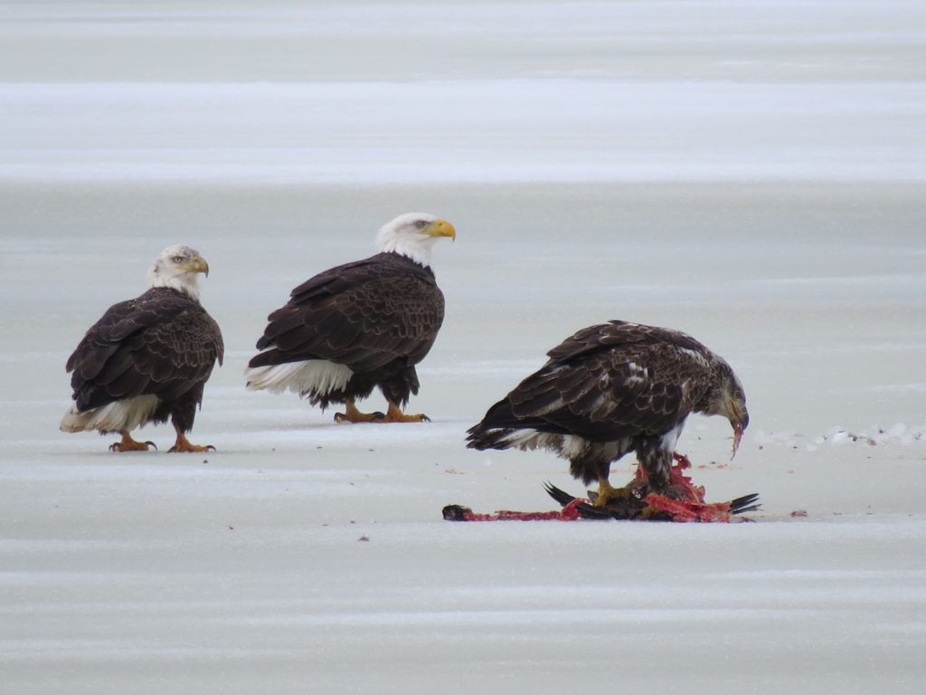 Bald eagles (young one is eating a goose)